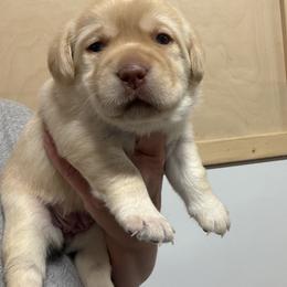Girl 2 - Yellow female Labrador Retriever puppy in Strafford, New Hampshire from Alley Rock Labradors, LLC
