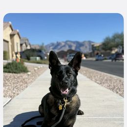 Sheba - Sable female German Shepherd puppy in Surprise, Arizona from Vom Wustefeuer German Shepherds