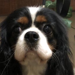 Tulsi - Cavalier King Charles Spaniel