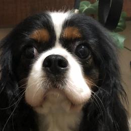 Tulsi - Cavalier King Charles Spaniel