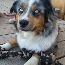 Spur - Miniature Australian Shepherd