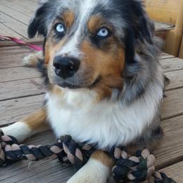 Spur - Miniature Australian Shepherd