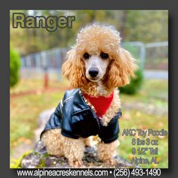 Ranger - Poodle