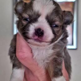Fawn an white - Fawn and white male Chihuahua puppy in Marcy, New York from Dralion Chihuahuas