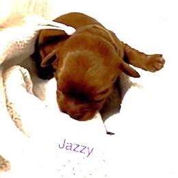 Jazzy - Red female Australian Labradoodle puppy in Spring City, Tennessee from Beck ‘N Ridge Australian Labradoodles