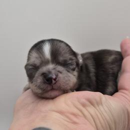 Bracco Italiano and Chihuahua Puppies from Snow Peak Kennel