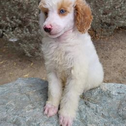 Poodle Puppies from Princely Poodles