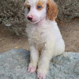Poodle Puppies from Princely Poodles