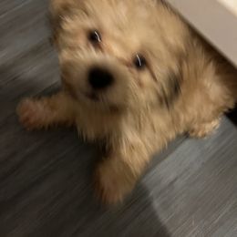 Shihpoo and Shih Tzu Puppies from Oodles of Poodles & Doodles