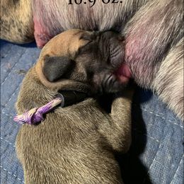 Great Dane Puppies from Taylor's Tails of Joy