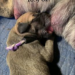 Great Dane Puppies from Taylor's Tails of Joy