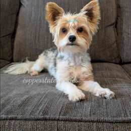 Asa - Yorkshire Terrier