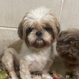 Scarlet - Shih Tzu