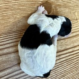 Goldendoodle and Poodle Puppies from SnickerDoodlePups