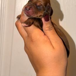 Booger - Red male Dachshund puppy in Conway, Missouri from Ozark Mountain Kennel