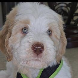 Goldendoodles from Az Adorable Doodles