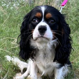 Roman - Cavalier King Charles Spaniel