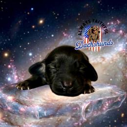 AFDs Athena - Red female Dachshund puppy in Waverly, Ohio from Always Faithful Dachshunds