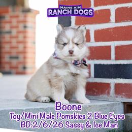 Boone - Red and white male Pomsky puppy in Humeston, Iowa from M.A.R. Dogs