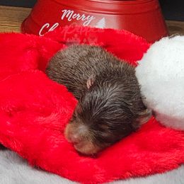 Pepper's Ready Aim Fire - Chocolate and tan female Pomeranian puppy in Plant City, Florida from Pepper's Pomeranians