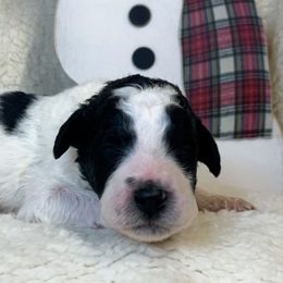 Girl 3 - Goldendoodle puppy in Almo, Kentucky from Elm Grove Doodles