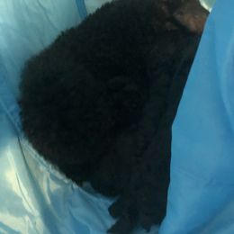 Poodle Puppies from Laminin Poodles