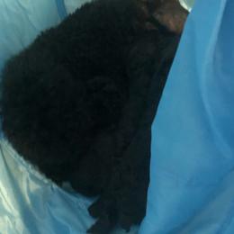 Poodle Puppies from Laminin Poodles