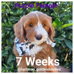 Purple - Red  female Goldendoodle puppy in Upland, California from Hartman Goldendoodles