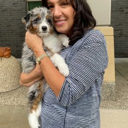 Aussiedoodle and Poodle Puppies from Superior AussieDoodles