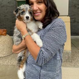Aussiedoodle and Poodle Puppies from Superior AussieDoodles