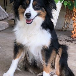 Toy Australian Shepherds from H5 Aussiedoodles