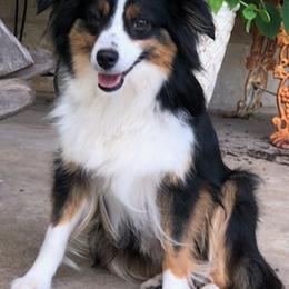 Toy Australian Shepherds from H5 Aussiedoodles