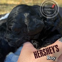 Cockapoo and Goldendoodle Puppies from Mason Farmhouse Poodles, Doodles & Poos