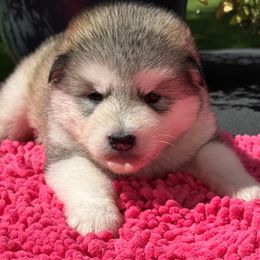 Girl 4 - Gray and white female Alaskan Malamute puppy in Ramsey, Minnesota from Windchaser Kennels