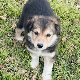 Myrrh - Saddleback sable female Border Collie puppy in Keller, Texas from Bordercollieblues