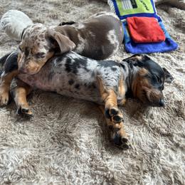 Dachshund Puppies from Dapper Doxies