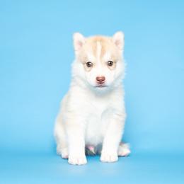 Chisolm - Red and white male Siberian Husky puppy in Meadow Vista, California from Thistle Hill Siberians