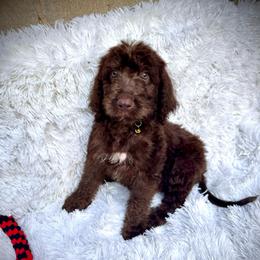 Sir Edward - Chocolate male Labradoodle puppy in Spur, Indiana from Purple Heart Canines