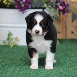 Infinity - Black tri-color female Australian Shepherd puppy in Circleville, Utah from Canyon Creek Aussies