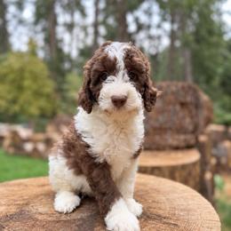 Fox - Parti male Goldendoodle puppy in Pollock Pines, California from Penny Lane’s Doodles