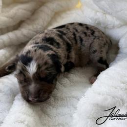 Boy 4 - Blue merle male Toy Australian Shepherd puppy in Lumberton, Mississippi from Talowah Aussies