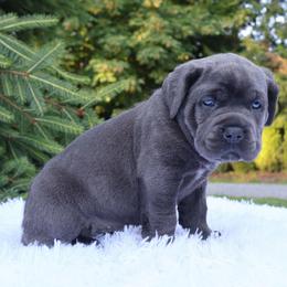 Stella - Gray female Cane Corso puppy in Seattle, Washington from Grande Kennels