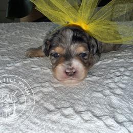 Boy 3 - Merle male Cavapoo puppy in Fayetteville, Arkansas from Silver Hill Farm