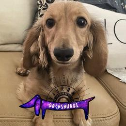 Peaches - Dachshund
