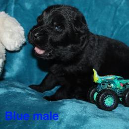 Light blue - Black male German Shepherd puppy in Ann Arbor, Michigan from Von Der Havier German Shepherds