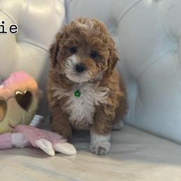 Piggie - Brown and white female Bernedoodle puppy in Gainesville, Florida from Alyssa Xxweetdoodles