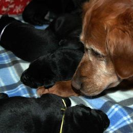 Golden Retriever and Labrador Retriever Puppies from Sutter Bay Retrievers