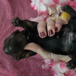 Noodle - Black and cream female Dachshund puppy in Bradenton, Florida from Leah’s Suncoast Doxies