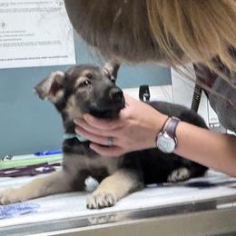 Harley-S - Black and tan male German Shepherd puppy in Perkasie, Pennsylvania from Twila Ruth Herot