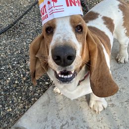 Huddy - Basset Hound